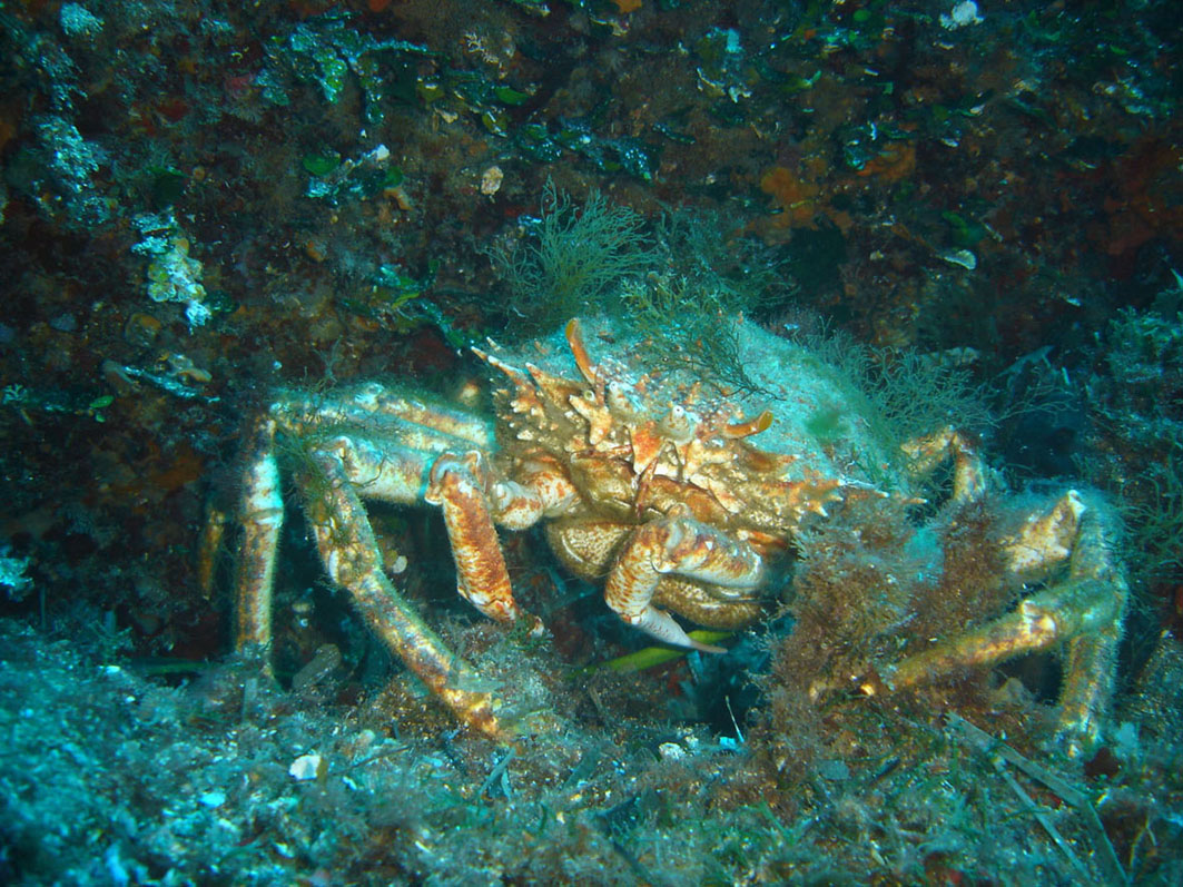 Cicala, Granceola, Astice, Anemone grosso